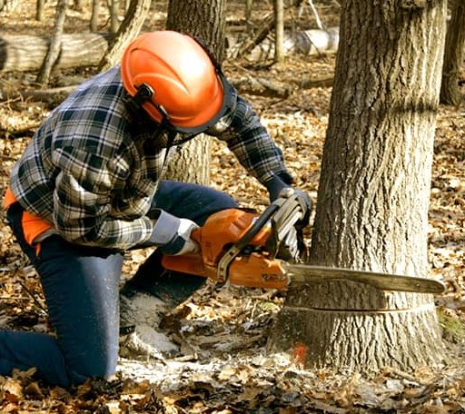 Tree Removal in Winner, SD